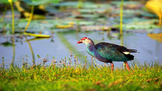 Bundala National Park Safari from Bentota