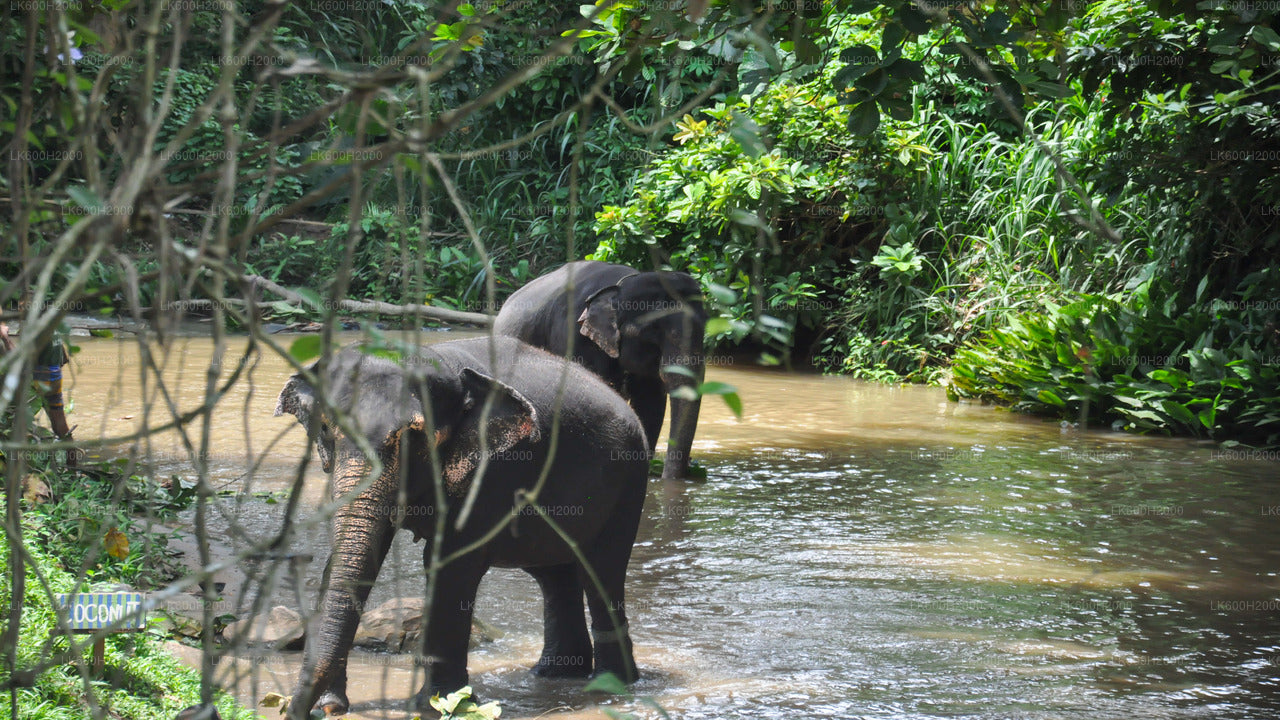Millennium Elephant Foundation Visit from Colombo Airport