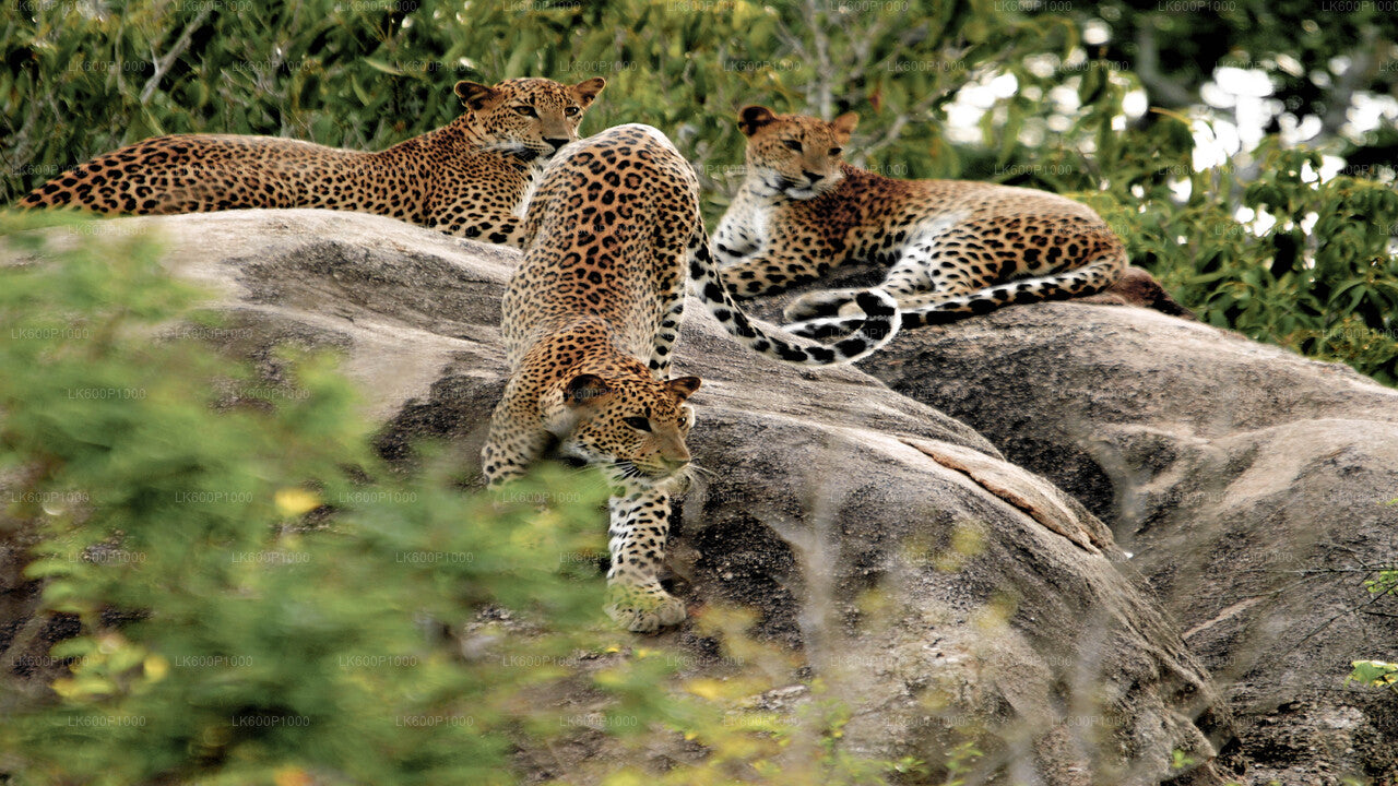 Yala National Park Safari from Galle