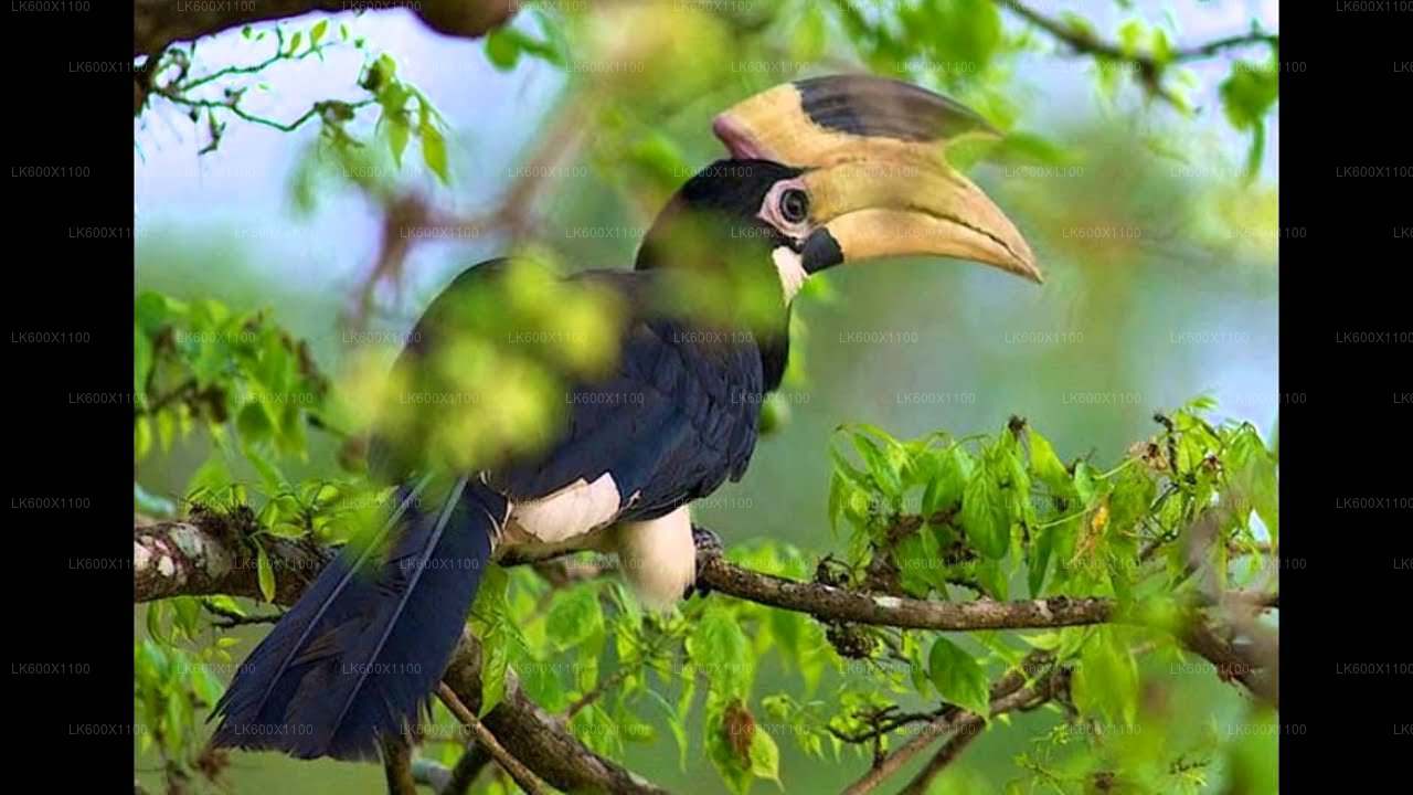 Bundala National Park Safari from Hikkaduwa