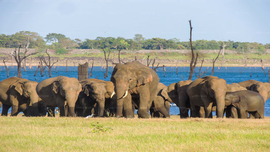 Kaudulla National Park Safari from Kandy