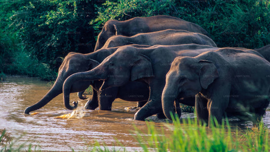 Wasgamuwa National Park Safari from Kandy