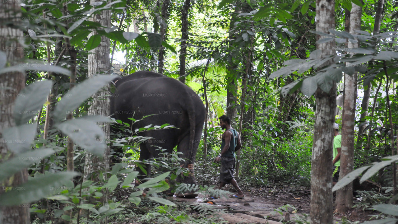 Millennium Elephant Foundation uit Negombo