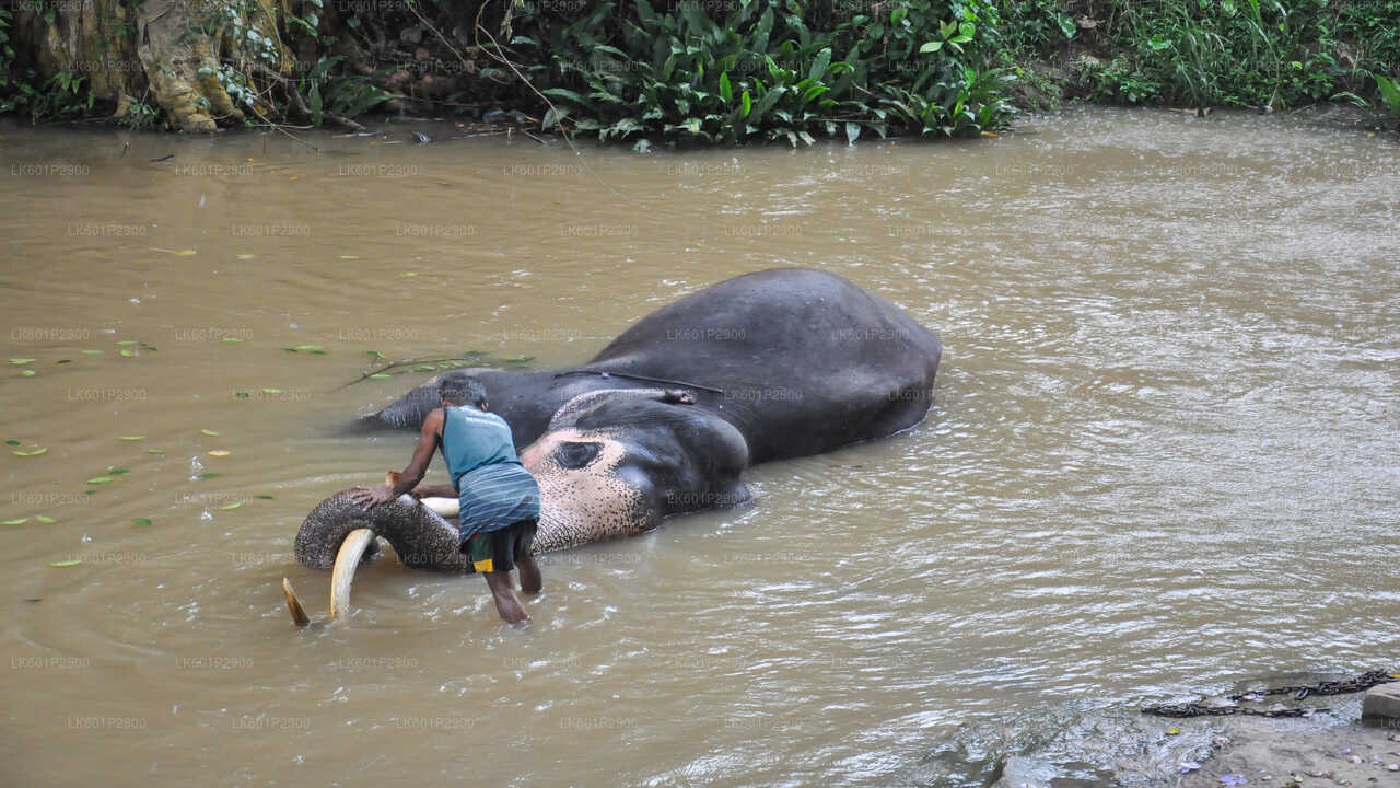 Millennium Elephant Foundation uit Negombo
