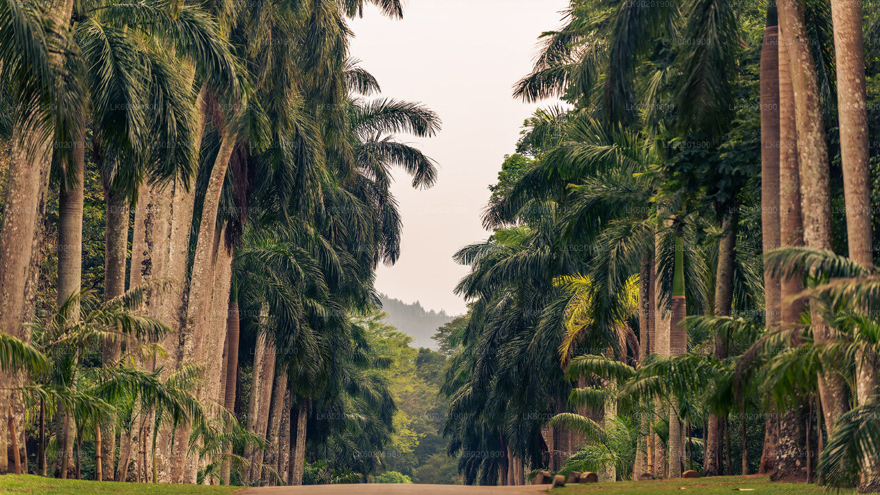 Kandy City Tour from Sigiriya
