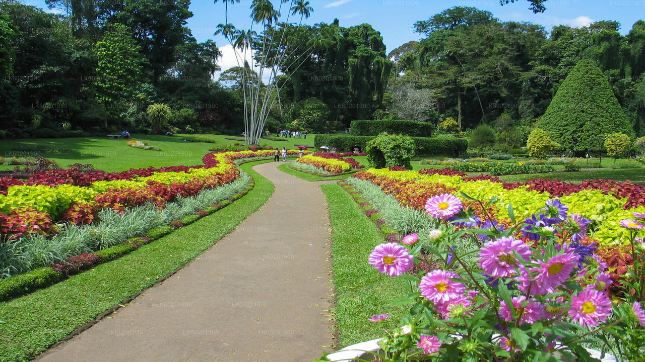 Kandy City Tour from Sigiriya