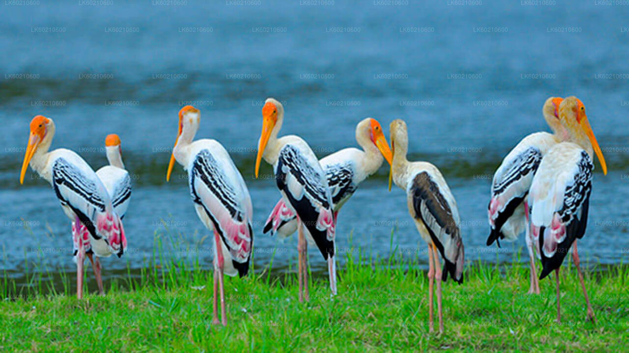 Bundala National Park Safari from Tangalle