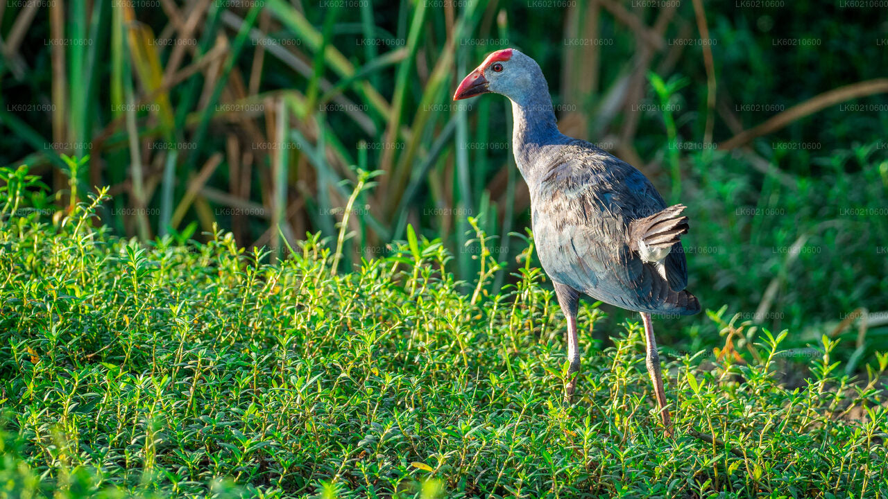 Bundala National Park Safari from Tangalle