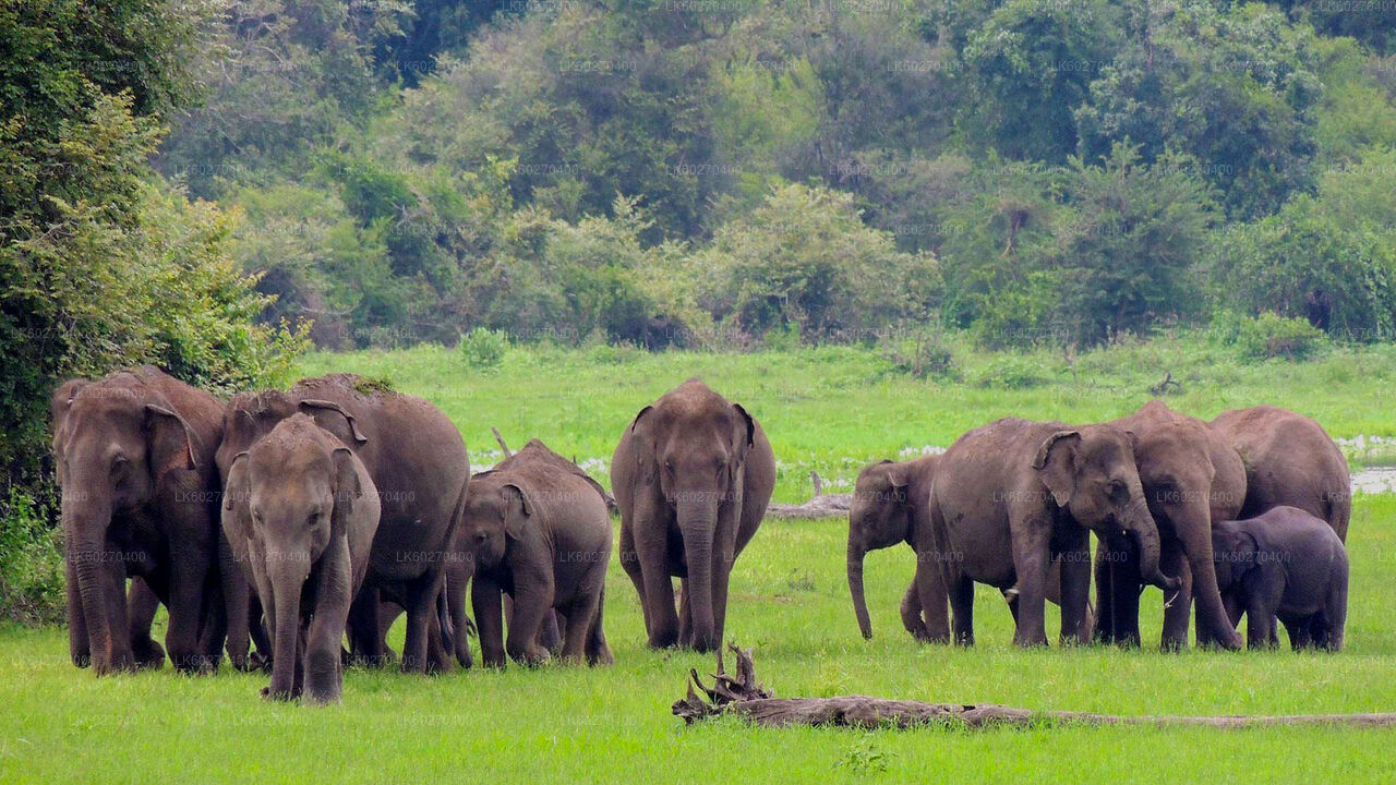 Udawalawe Nationalpark Safari fra Dikwella
