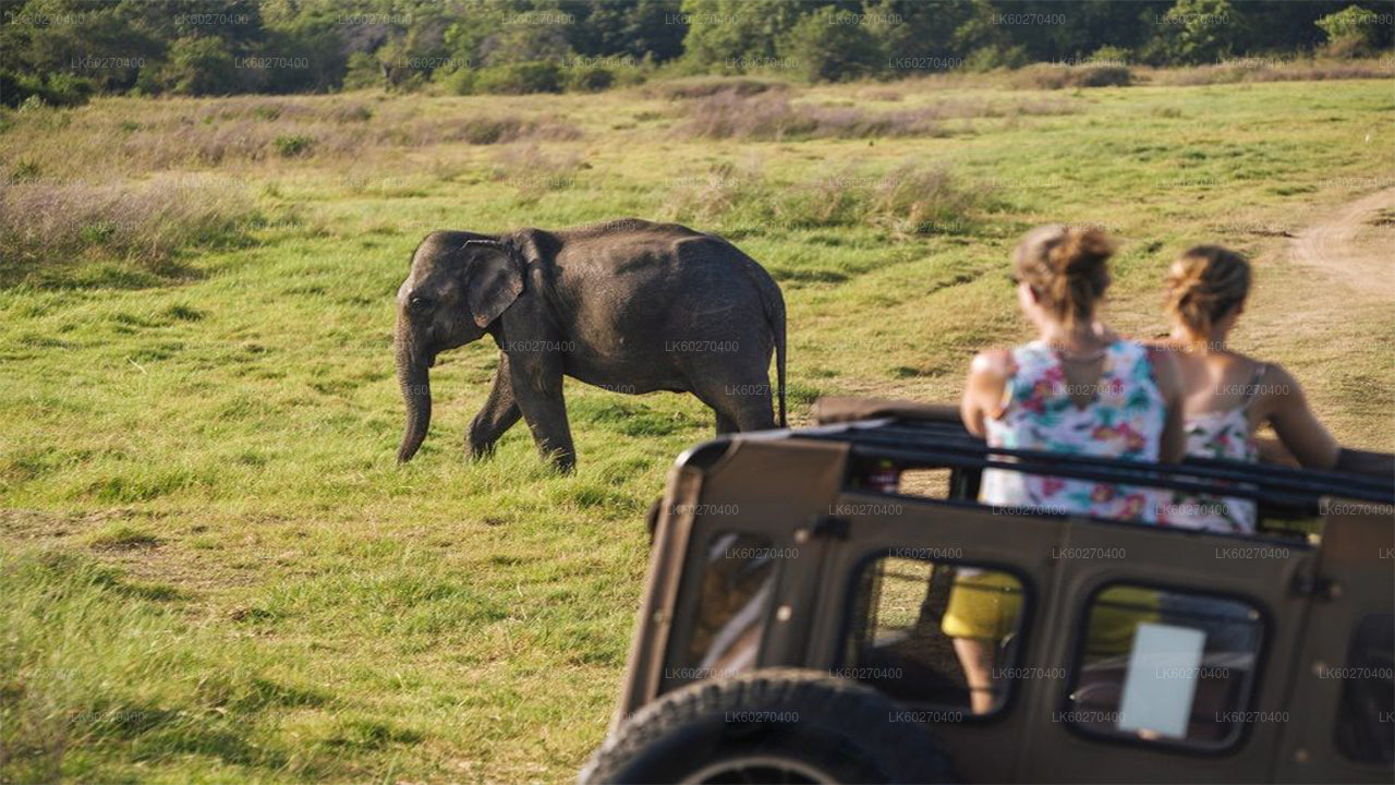 Udawalawe Nationalpark Safari fra Dikwella