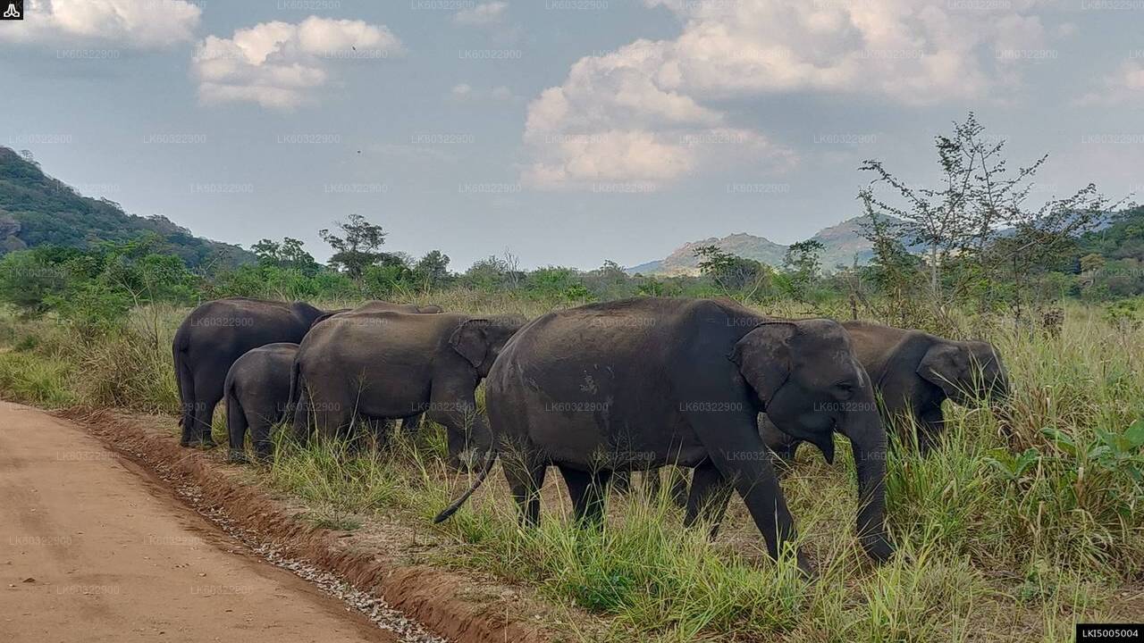 Hurulu Eco Park Private Safari from Habarana