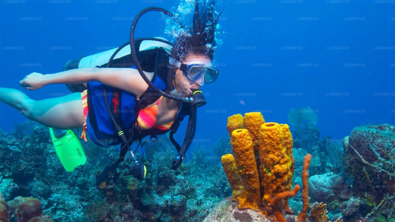 Scuba Diving from Mount Lavinia