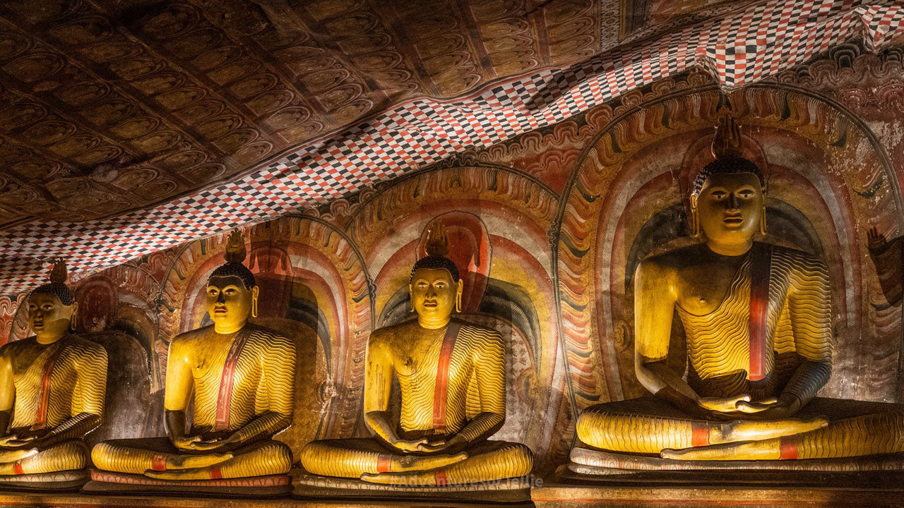 Sigiriya Rock and Wild Elephant Safari from Dambulla