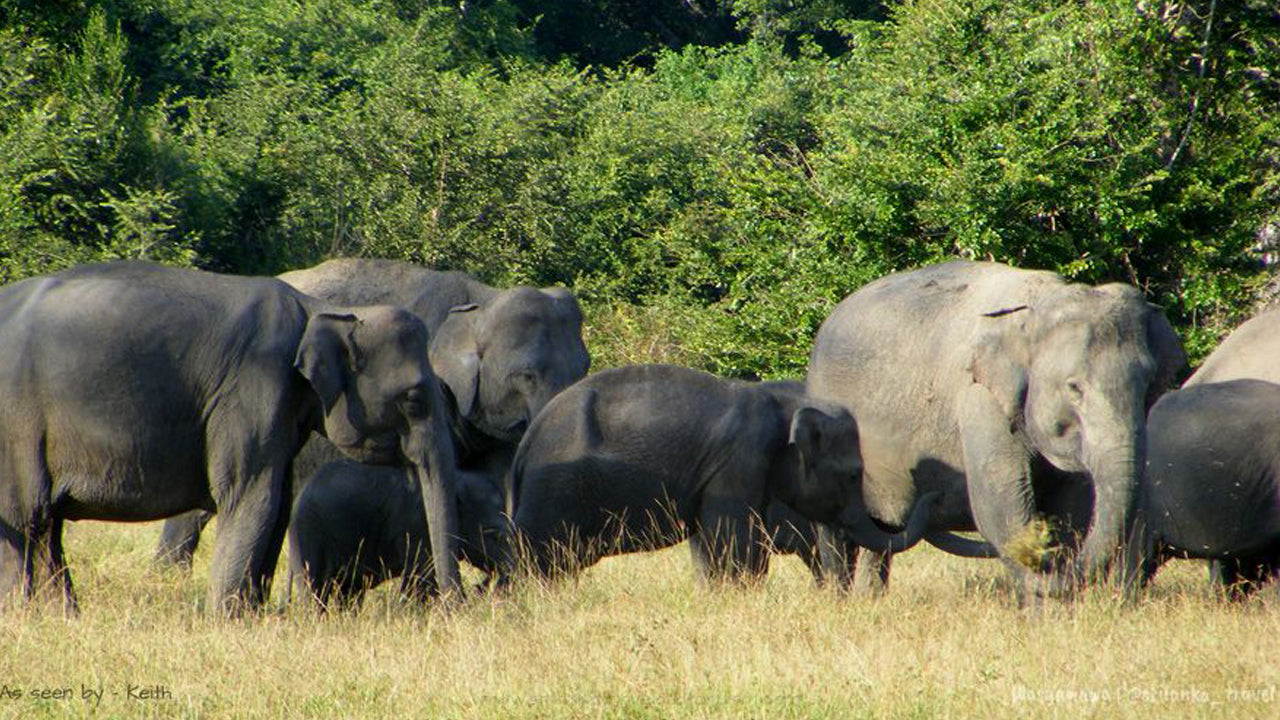 Wasgamuwa National Park Entrance Tickets