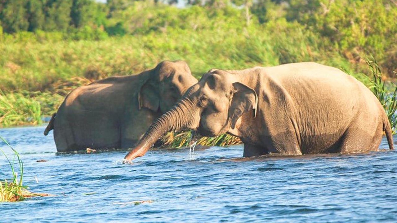 Gal Oya National Park Boat Safari