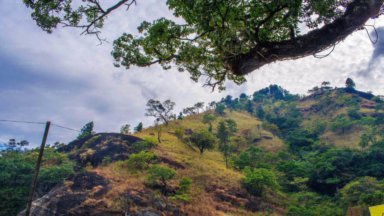Camping at Wangedikanda and Hike to Bambarakanda Falls from Colombo (2 Days)