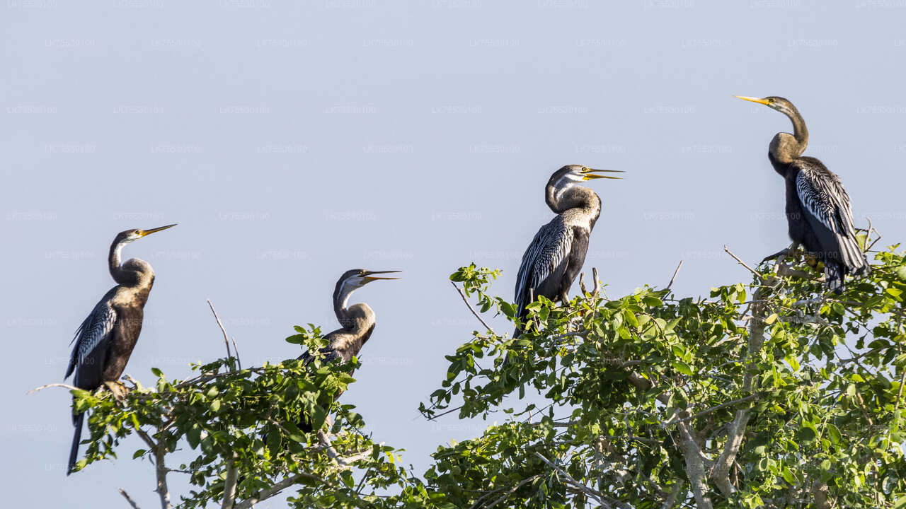 Birdwatching from Kumana National Park
