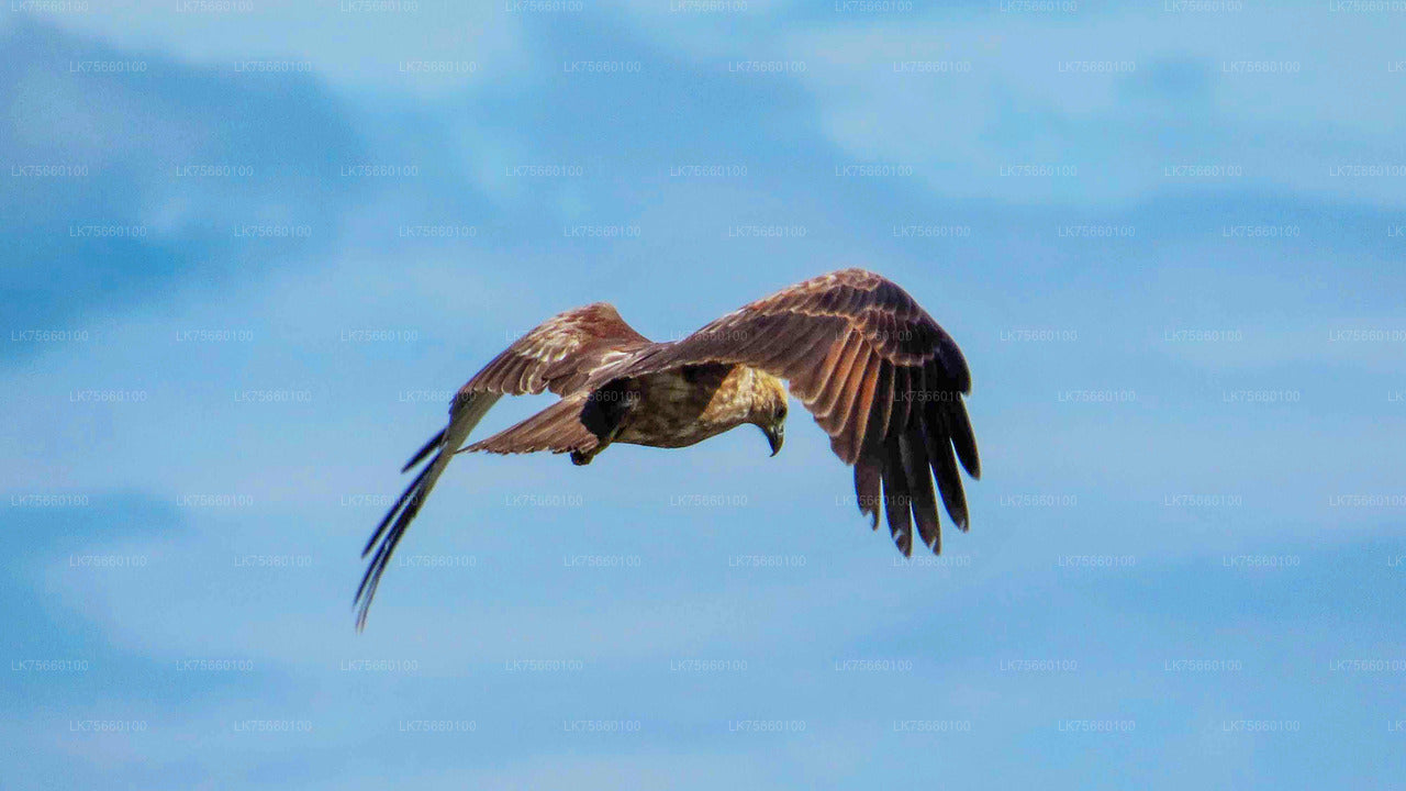 Birdwatching at Thalangama Wetland from Mount Lavinia