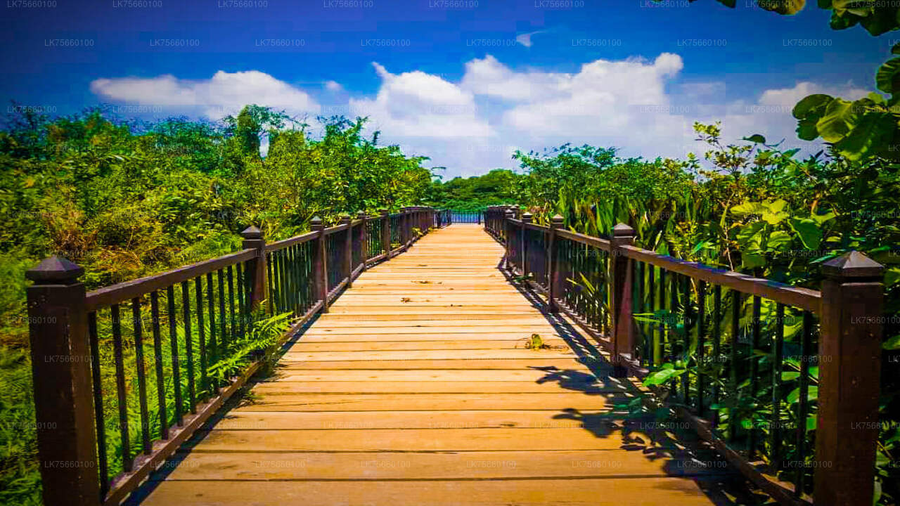 Birdwatching at Thalangama Wetland from Mount Lavinia