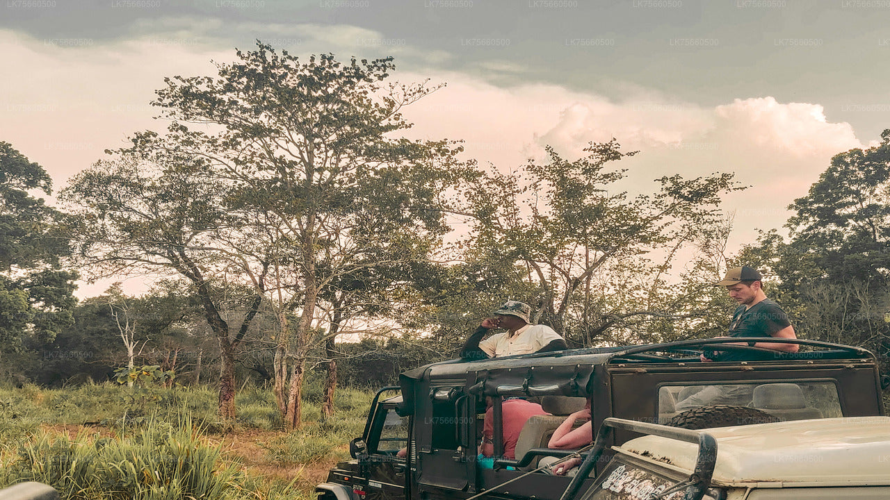 Birdwatching at Udawalawe National Park from Mount Lavinia