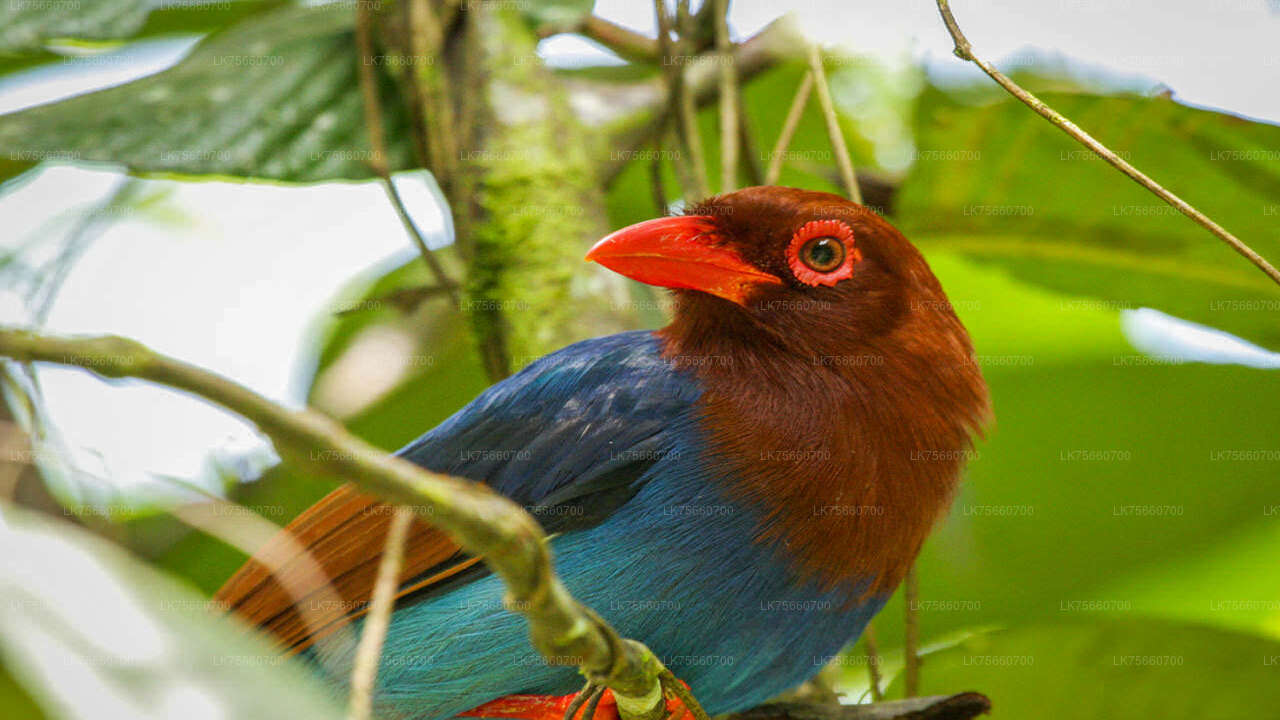 Birdwatching Trek at Anawilundawa Sanctuary from Mount Lavinia