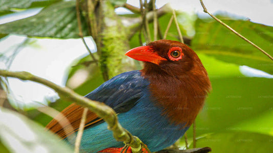 Birdwatching Trek at Anawilundawa Sanctuary from Mount Lavinia