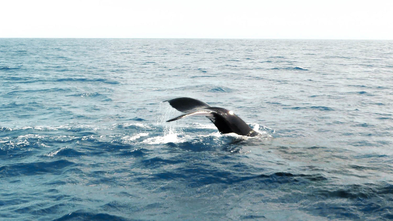 Overnight Yacht Vacation in Jaffna