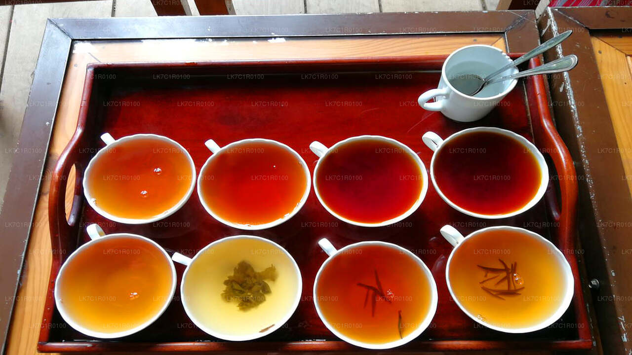 Ceylon Tea Tasting from Nuwara Eliya