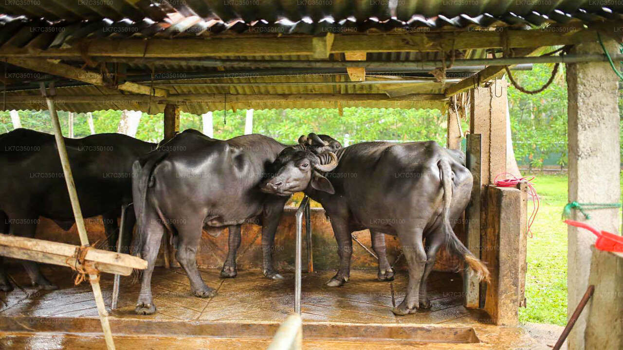 Curd Processing Erfarenhet från Tissamaharama