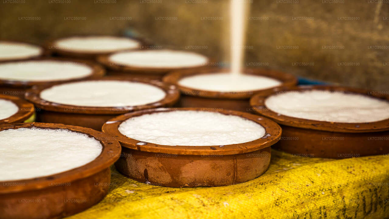 Curd Processing Erfarenhet från Tissamaharama