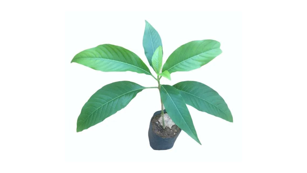 Pawatta (Adathoda) Plants